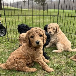 Bernedoodle and Labradoodle Puppies from Zehr’s Labradoodles & Bernedoodles