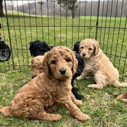 Bernedoodle and Labradoodle Puppies from Zehr’s Labradoodles & Bernedoodles