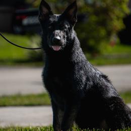 Boy 2 - Black and tan male German Shepherd puppy in Tamiami, Florida from Vom MontHaus