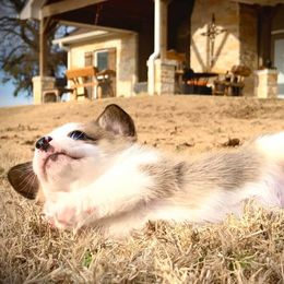 Pembroke Welsh Corgi Puppies from Diamond G Corgis