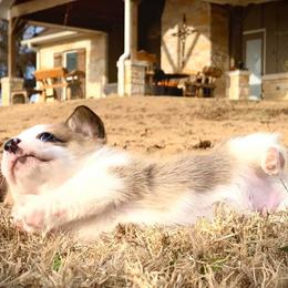 Pembroke Welsh Corgi Puppies from Diamond G Corgis