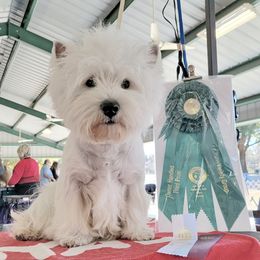 BORIS - West Highland White Terrier