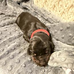 Addisoh - Black and rust female Doberman Pinscher puppy in Boyd, Texas from Team Feem Breeders