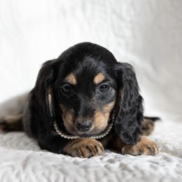 Marlette 3800 - Black and cream female Dachshund puppy in Crystal, Michigan from Mare-bella Dachshunds