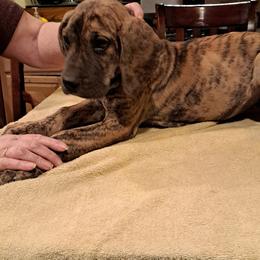 Great Dane Puppies from Lentz Great Danes