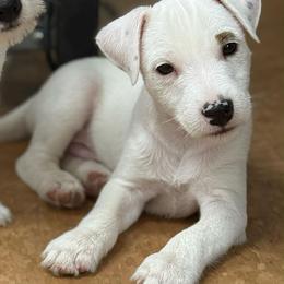 Polar - Tri-color male Jack Russell Terrier puppy in Yakima County, Washington from Saddle Rock Kennels