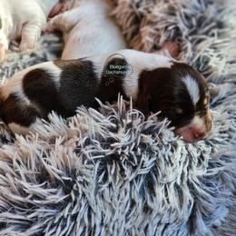 Chocolate pie boy 3100 - Piebald male Dachshund puppy in Herald, California from Bluegum Dachshunds