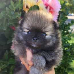 Sushi - Cream sable female Pomeranian puppy in Sacramento, California from Melodyland's Beautiful Pomeranians