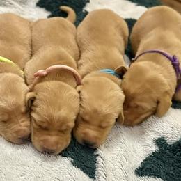 Labrador Retriever Puppies from H & H Retrievers