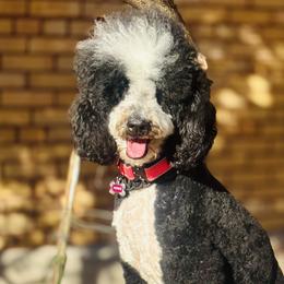 Bernedoodles from Pyper Bernedoodles SATX