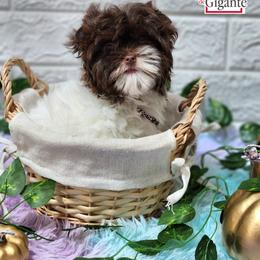 Biewer Terrier and Yorkshire Terrier Puppies from Corazon de gigante