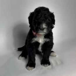 Boudreaux - Red Collar - Black and white male Bernedoodle puppy in Carencro, Louisiana from Southern Bayou Poodles and Doodles