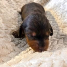 Voxy - Dapple female Dachshund puppy in Lubbock, Texas from Wagging Tails