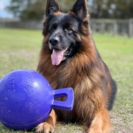 German Shepherd Puppies from Von Hazel Haus German Shepherds