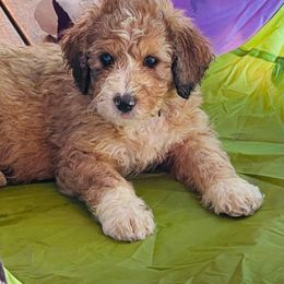 Motley Crue - Tri-color Bernedoodle puppy in Branson West, Missouri from Ozark Acres LLC