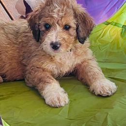 Motley Crue - Tri-color Bernedoodle puppy in Branson West, Missouri from Ozark Acres LLC