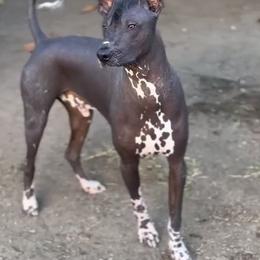 Egor - Xoloitzcuintli