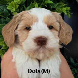 Dots - Caramel male Australian Labradoodle puppy in Silver Spring, Maryland from Potomac Australian Labradoodles