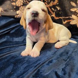 Odette - Lemon and white female Basset Hound puppy in Bellaire, Ohio from Blessed Bassets