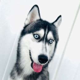 Pomskies from Pawfully Perfect Pups