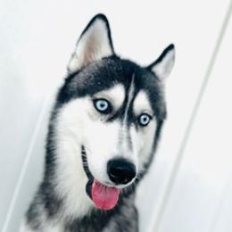 Pomskies from Pawfully Perfect Pups