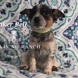 Tinker Bell - Blue female Australian Cattle Dog puppy in Silsbee, Texas from Rockin ND Ranch