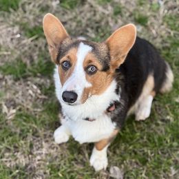 Maggie - Pembroke Welsh Corgi