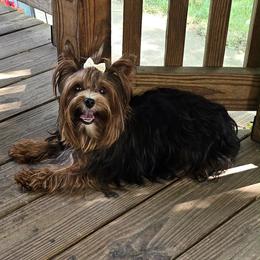 Lady rd - Yorkshire Terrier