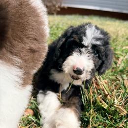 Vega -with training - Tri-color male Bernedoodle puppy in Boonville, North Carolina from Doods & Dolls