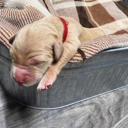 Red Collar - Golden male Golden Retriever puppy in Evansville, Wyoming from Pura Vida Golden Retrievers