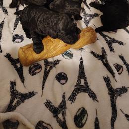 Basil - Black male Poodle puppy in Gainesville Ocala, Florida from Curly Que Standard Poodles and Havanese