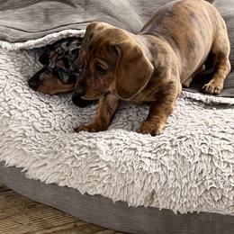 Dachshund Puppies from Witchy Woman’s Wiener’s