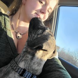 Great Dane Puppies from The Greater Dane Kennel
