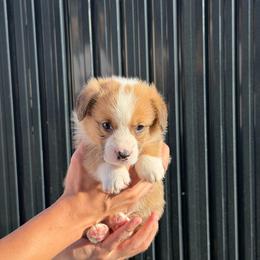 Bear - Red and white male American Corgi puppy in Santa Ana, California from Tran's CorgiLand