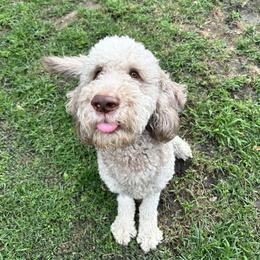Oso - Cream male Goldendoodle puppy in Montgomery, Texas from Dacus Doodles