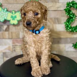 Baby blue collar - Apricot male Goldendoodle puppy in Apple Valley, California from Daisy’s  Doodles11