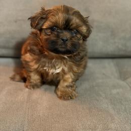 Boy - Black and tan male Shih Tzu puppy in Grandview, Tennessee from Between The Creeks Farmstead