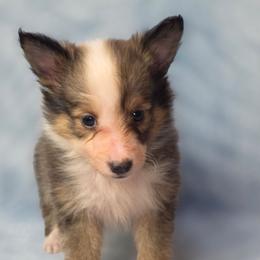 Shamrock - Sable and white female Shetland Sheepdog puppy in Citra, Florida from Southpaw Herders LLC