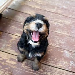 Clifford 2,500 - Phantom male Bernedoodle puppy in Wamego, Kansas from Doodles of Oz