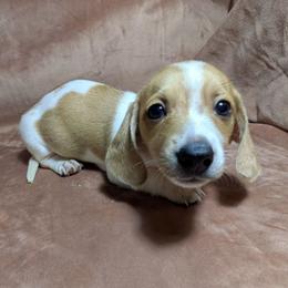 Fidough - Piebald male Dachshund puppy in Central Point, Oregon from MRS Long Dog Ranch