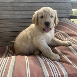 Golden Retriever Puppies from 3 Gun Retrievers