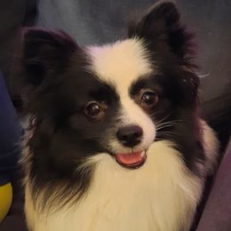 Ziggi - Pomeranian