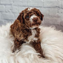 Flounder - Red  male Poodle puppy in Portage, Utah from Pugsley Poodles