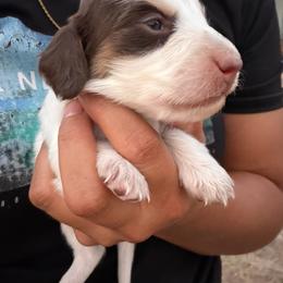 Shaggy - Piebald male Dachshund puppy in Jarales, New Mexico from Poker Paws Dachshunds