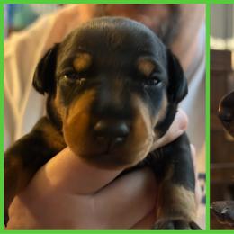 Rose - Black and tan female Manchester Terrier puppy in Lyman, Mississippi from Raintree Manchester Terriers