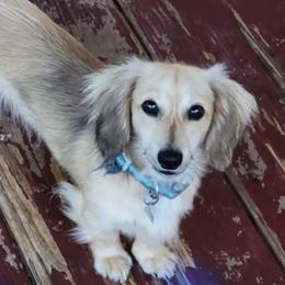 RYDER - Dachshund