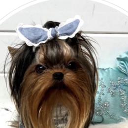 Miko - Maltese
