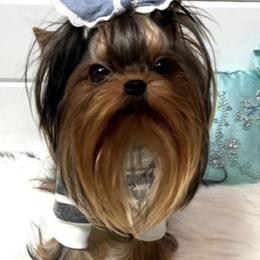 Miko - Maltese