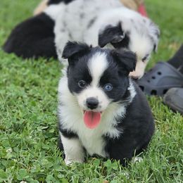 Diamond - Black & white female Miniature Australian Shepherd puppy in Owensboro, Kentucky from JnT's Bluegrass Mini Aussies