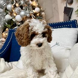 Cockapoo Puppies from Cockapoo
